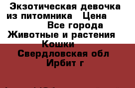 Экзотическая девочка из питомника › Цена ­ 25 000 - Все города Животные и растения » Кошки   . Свердловская обл.,Ирбит г.